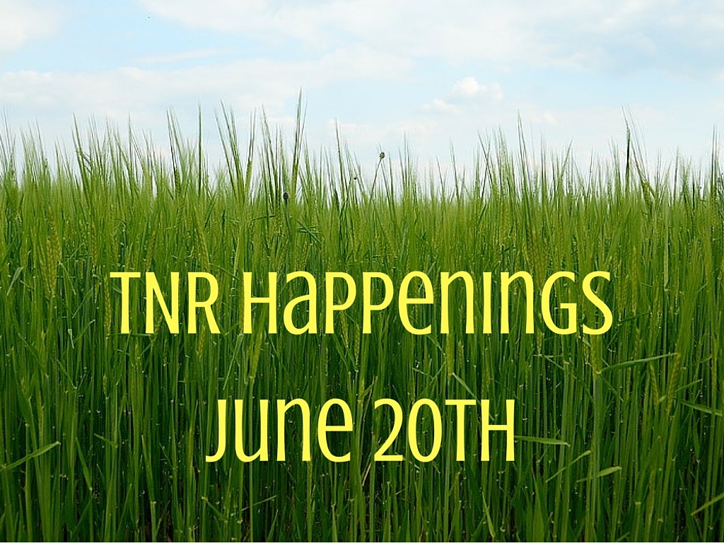 TNR Happenings