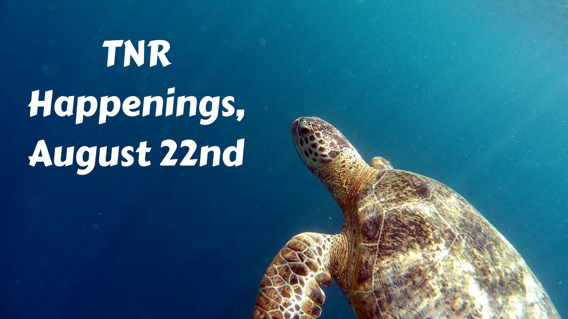 TNR Happenings