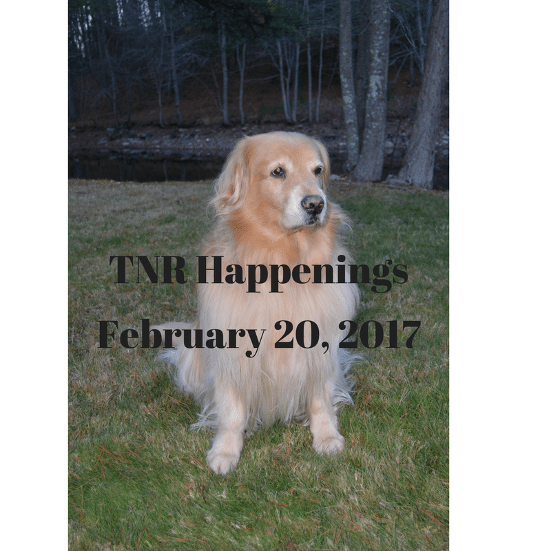 tnr happenings
