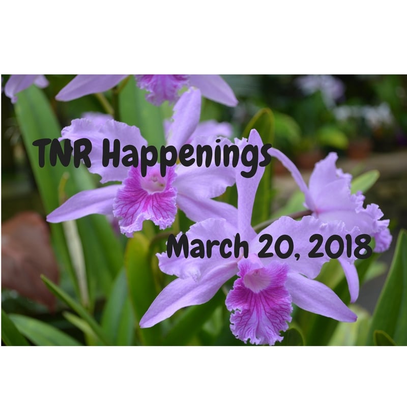 TNR Happenings