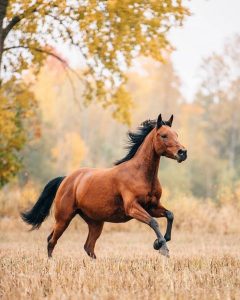 24d7ec8bb462a9568a900a22ca57aba4--horses-beautiful-wild-pretty-horses