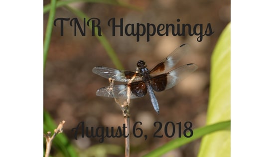 TNR Happenings