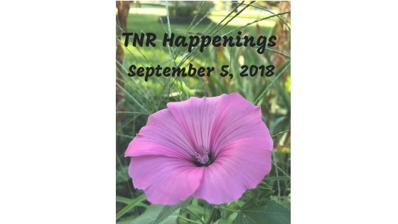 TNR Happenings Sept 5