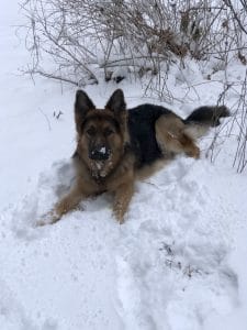 Hachi in snow