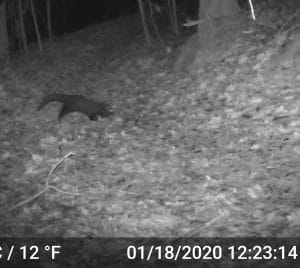 Jan 18 Fisher Cat (1) Jan 18 Fisher Cat (1)