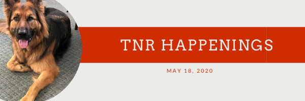 tnr happenings tnr happenings