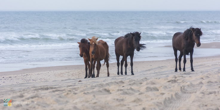 mustangs nc