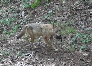 Coyote with meal Coyote with meal