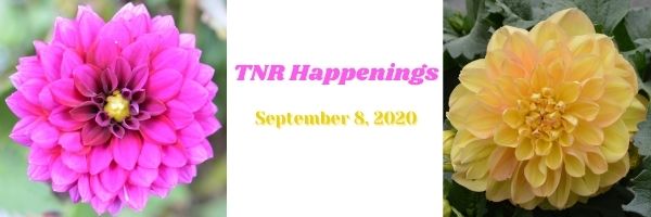 TNR Happenings 9.8 TNR Happenings 9.8