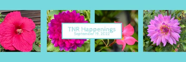 TNR Happenings 9.19