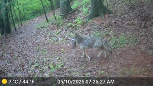 coyote with fawn